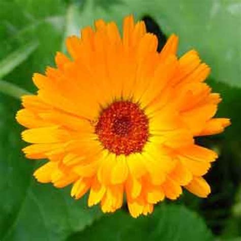 Marigold (calendula officinalis)